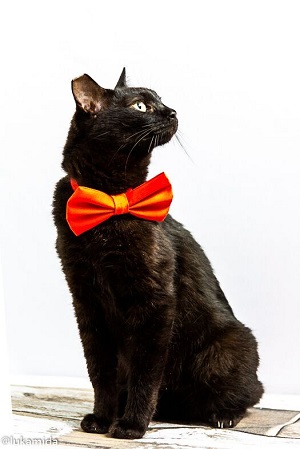 #PraCegoVer: Fotografia do gato Abóbora. Ele é de cor preta e tem uma linda gravata laranja